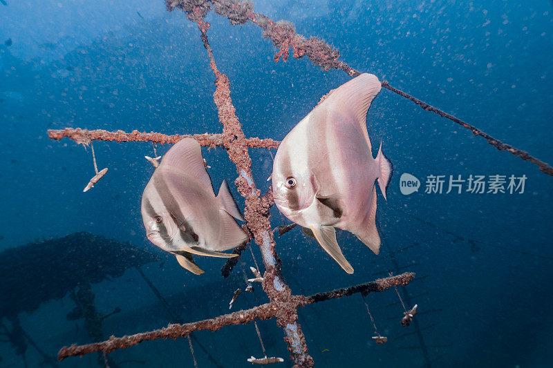 长鳍白鳍鱼(Platax teira)在海底人工礁和珊瑚苗圃附近游泳